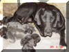 Blue Great Dane Puppies , Blue Great Danes for Sale , Blue Great Dane Breeders